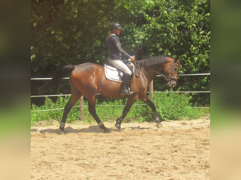 Irish sport horse Ruin 6 Jaar 158 cm Bruin in Velpke