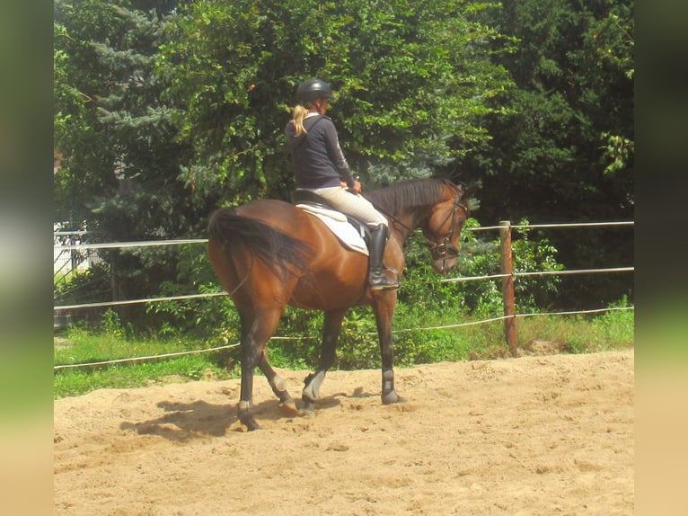 Irish sport horse Ruin 6 Jaar 158 cm Bruin in Velpke