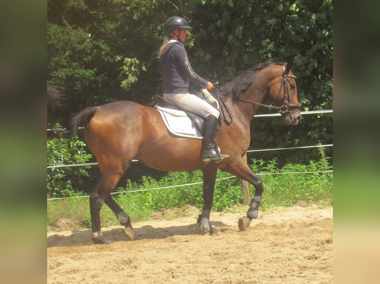 Irish sport horse Ruin 6 Jaar 158 cm Bruin in Velpke