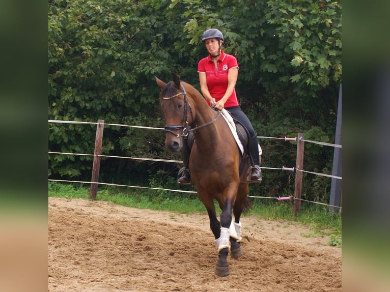 Irish sport horse Ruin 6 Jaar 158 cm Bruin in Velpke