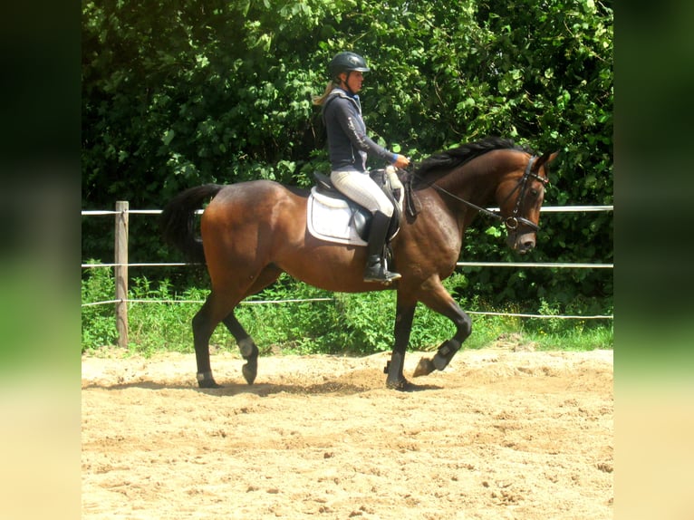 Irish sport horse Ruin 6 Jaar 158 cm Bruin in Velpke