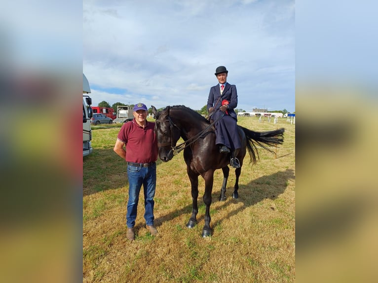 Irish sport horse Ruin 6 Jaar 158 cm Zwart in Wexford, Ireland