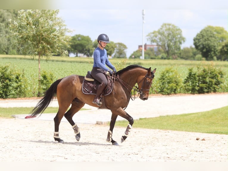 Irish sport horse Ruin 6 Jaar 160 cm Bruin in Pepingen