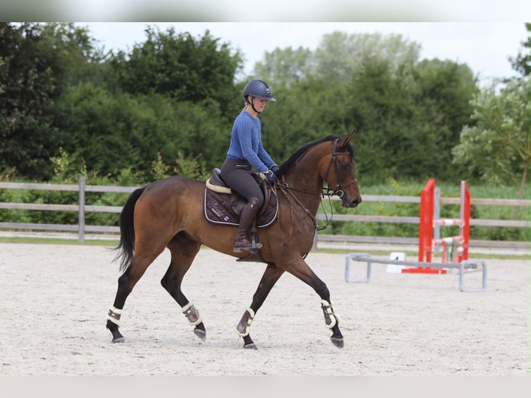 Irish sport horse Ruin 6 Jaar 160 cm Bruin in Pepingen