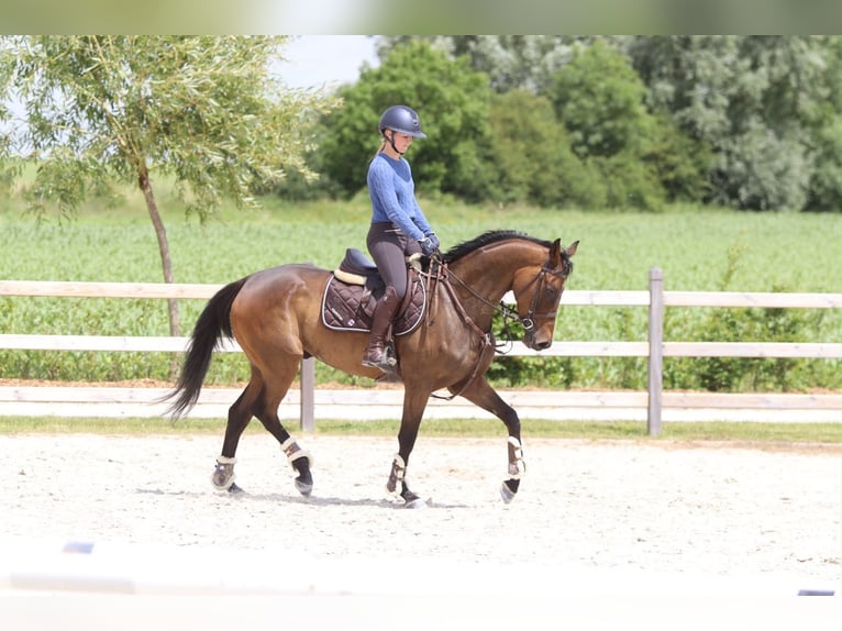 Irish sport horse Ruin 6 Jaar 160 cm Bruin in Pepingen