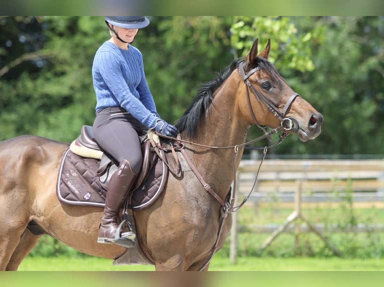 Irish sport horse Ruin 6 Jaar 160 cm Bruin in Pepingen