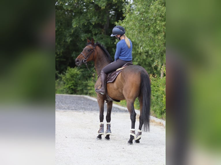 Irish sport horse Ruin 6 Jaar 160 cm Bruin in Pepingen