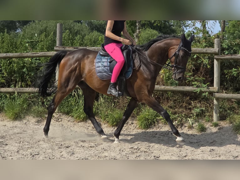 Irish sport horse Mix Ruin 6 Jaar 160 cm Donkerbruin in Wachtendonk