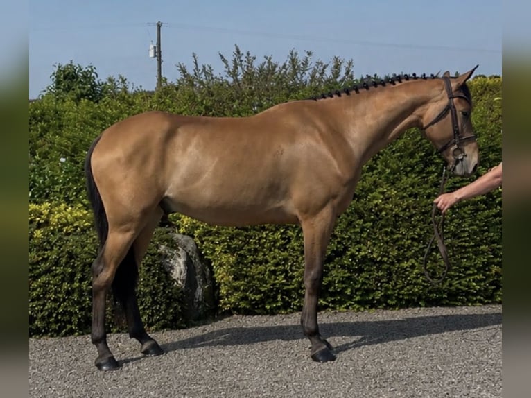 Irish sport horse Ruin 6 Jaar 160 cm Roodbruin in Sligo