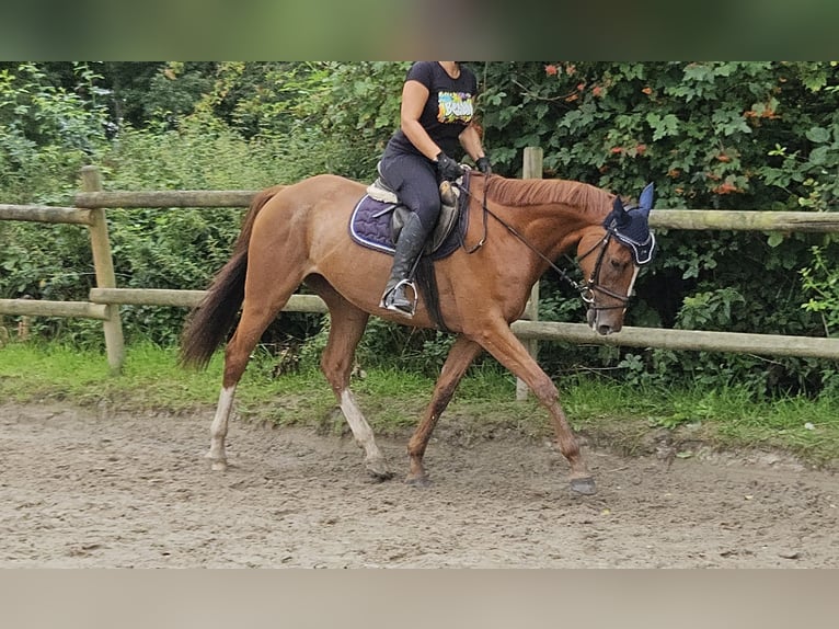 Irish sport horse Ruin 6 Jaar 162 cm Vos in Wachtendonk