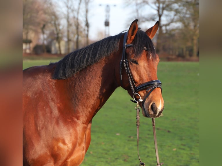 Irish sport horse Mix Ruin 6 Jaar 164 cm Bruin in uelsen