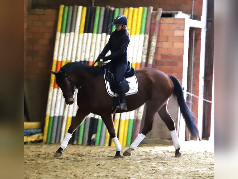 Irish sport horse Mix Ruin 6 Jaar 164 cm Bruin in Wielen