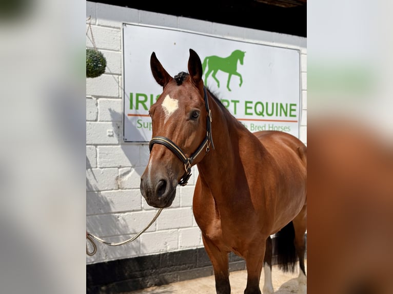 Irish sport horse Ruin 6 Jaar 164 cm Roodbruin in Mountrath, Co. Laois