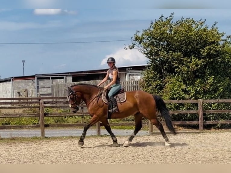 Irish sport horse Ruin 6 Jaar 164 cm Roodbruin in Mountrath, Co. Laois