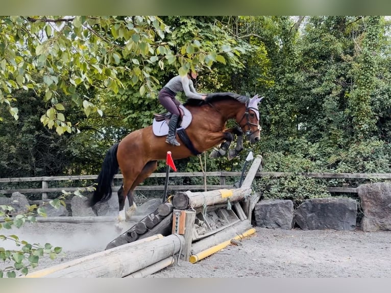 Irish sport horse Ruin 6 Jaar 164 cm Roodbruin in Mountrath, Co. Laois