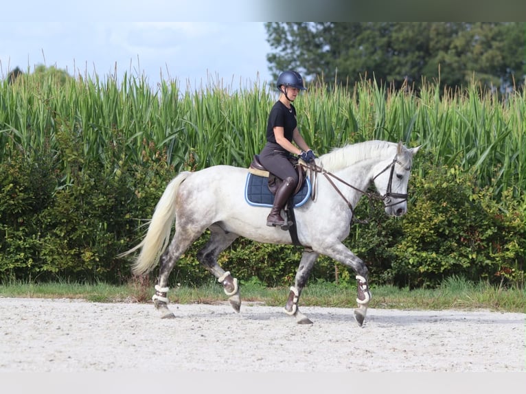 Irish sport horse Ruin 6 Jaar 165 cm Blauwschimmel in Pepingen