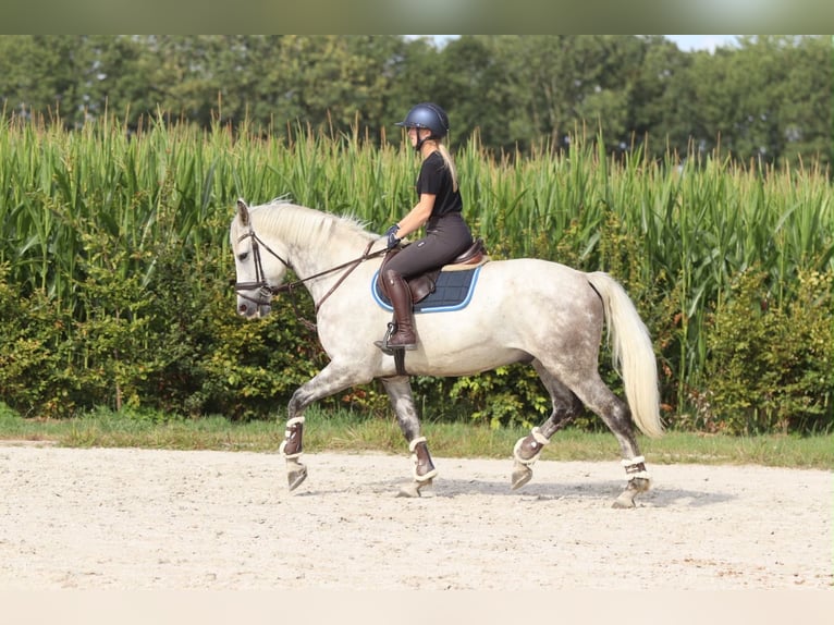 Irish sport horse Ruin 6 Jaar 165 cm Blauwschimmel in Pepingen