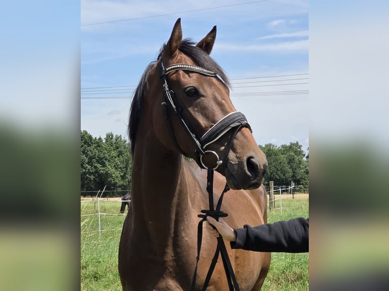 Irish sport horse Mix Ruin 6 Jaar 165 cm Bruin in Wachtendonk