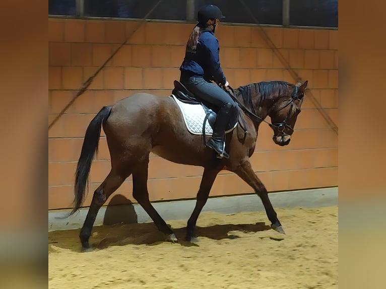 Irish sport horse Ruin 6 Jaar 165 cm Bruin in Lage