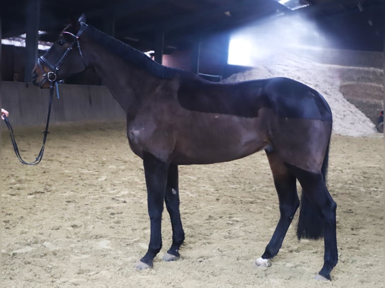 Irish sport horse Mix Ruin 6 Jaar 165 cm Donkerbruin in uelsen