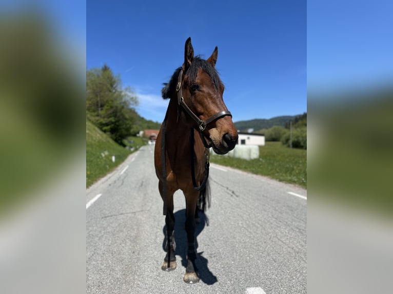 Irish sport horse Ruin 6 Jaar 165 cm Roodbruin in Ljuubljana