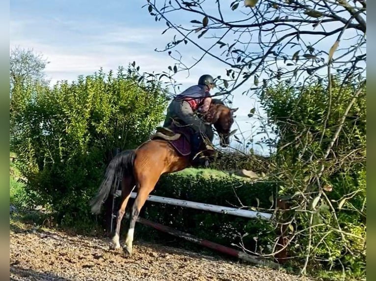 Irish sport horse Ruin 6 Jaar 167 cm Brauner in Gummern