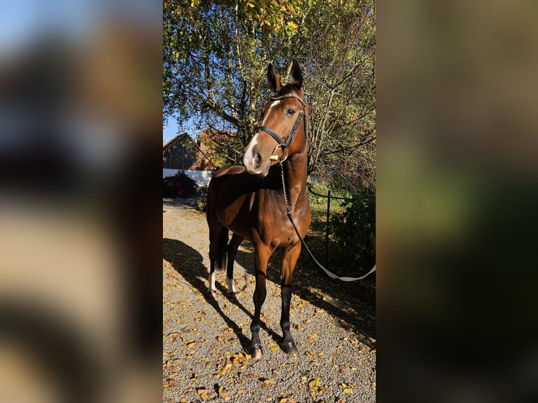 Irish sport horse Ruin 6 Jaar 167 cm Bruin in Oberwil BL