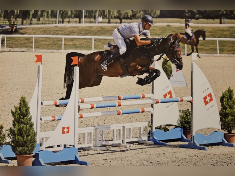 Irish sport horse Ruin 6 Jaar 167 cm Bruin in Oberwil BL