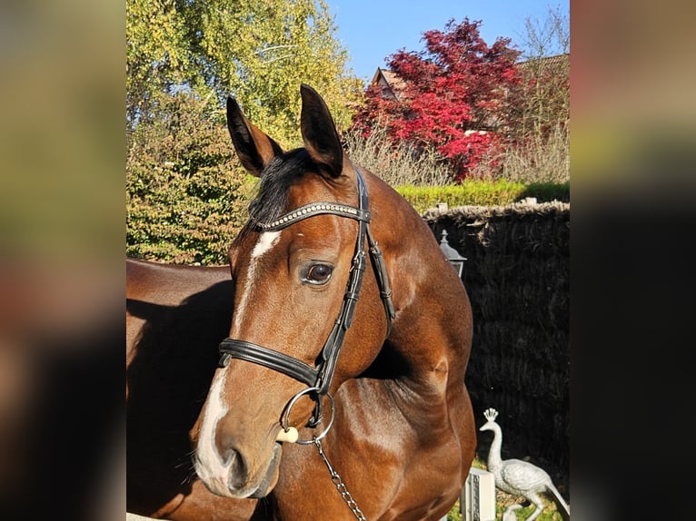 Irish sport horse Ruin 6 Jaar 167 cm Bruin in Oberwil BL