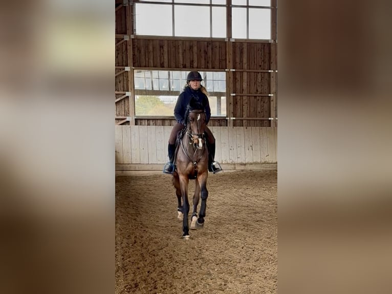 Irish sport horse Ruin 6 Jaar 168 cm Donkerbruin in Altusried