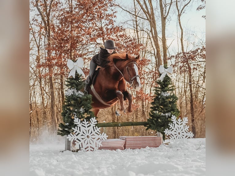 Irish sport horse Ruin 6 Jaar 168 cm Donkere-vos in Howell