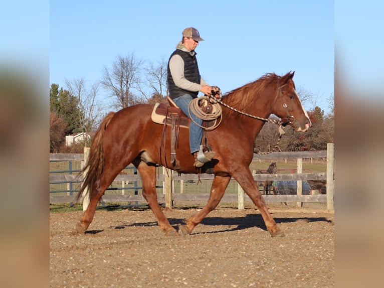 Irish sport horse Ruin 6 Jaar 168 cm Donkere-vos in Howell