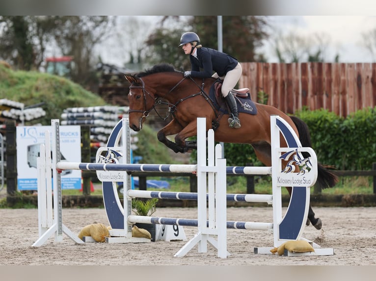 Irish sport horse Ruin 6 Jaar 168 cm Roodbruin in Trim