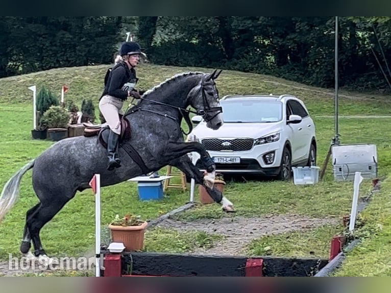 Irish sport horse Ruin 6 Jaar 168 cm Schimmel in Galway