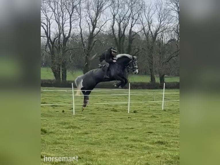 Irish sport horse Ruin 6 Jaar 168 cm Schimmel in Galway