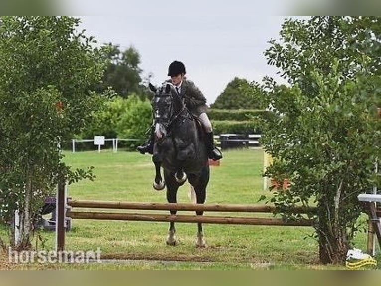 Irish sport horse Ruin 6 Jaar 168 cm Schimmel in Galway