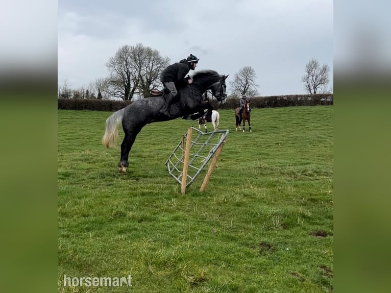 Irish sport horse Ruin 6 Jaar 168 cm Schimmel in Galway