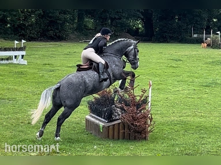Irish sport horse Ruin 6 Jaar 168 cm Schimmel in Galway