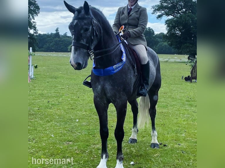 Irish sport horse Ruin 6 Jaar 168 cm Schimmel in Galway