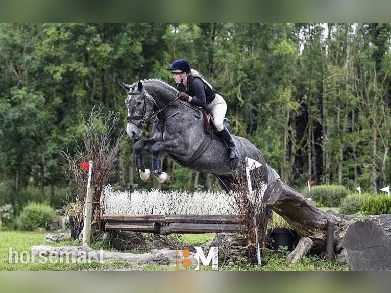 Irish sport horse Ruin 6 Jaar 168 cm Schimmel in Galway