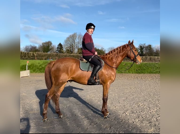 Irish sport horse Ruin 6 Jaar 171 cm Donkere-vos in Westmeath