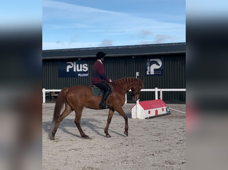 Irish sport horse Ruin 6 Jaar 171 cm Donkere-vos in Westmeath