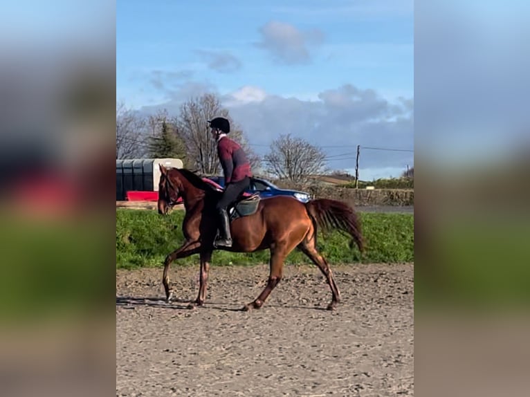 Irish sport horse Ruin 6 Jaar 171 cm Donkere-vos in Westmeath
