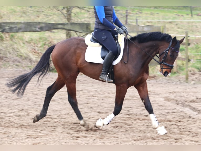 Irish sport horse Mix Ruin 6 Jaar Bruin in uelsen