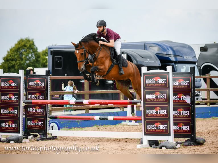 Irish sport horse Ruin 6 Jaar Bruin in GROTE BROGEL