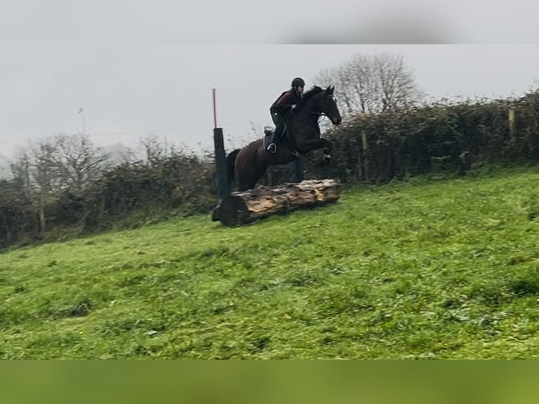 Irish sport horse Ruin 7 Jaar 148 cm Roodbruin in Sligo