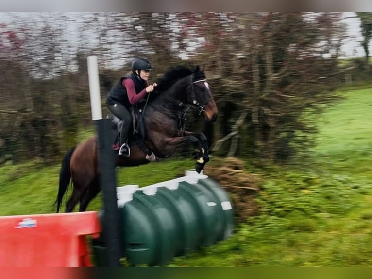 Irish sport horse Ruin 7 Jaar 148 cm Roodbruin in Sligo