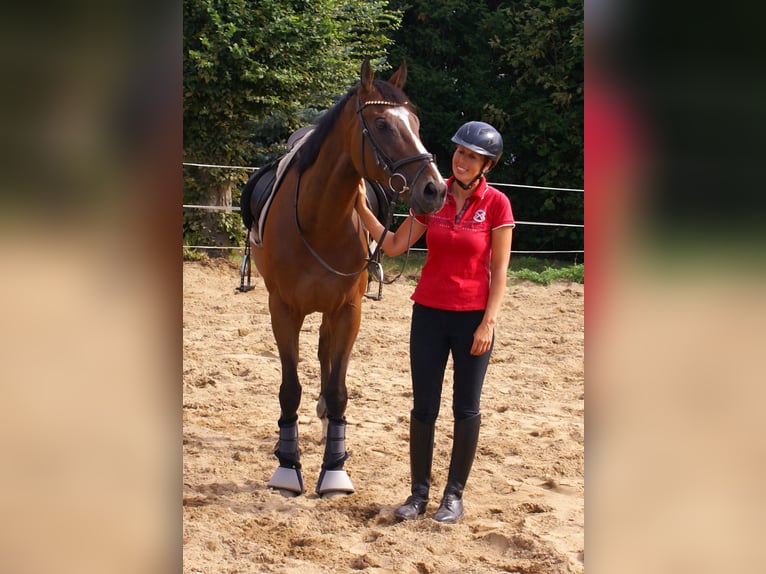 Irish sport horse Ruin 7 Jaar 153 cm Bruin in Velpke