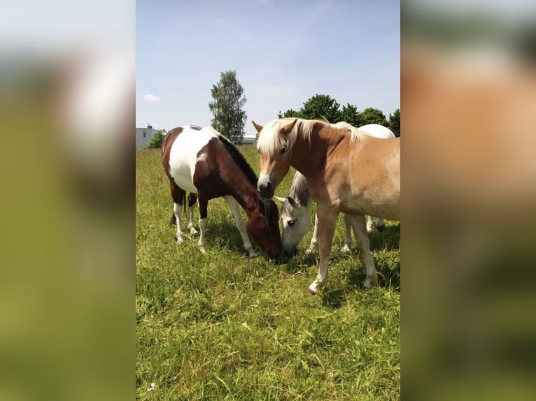 Irish sport horse Mix Ruin 7 Jaar 156 cm Gevlekt-paard in Augsburg