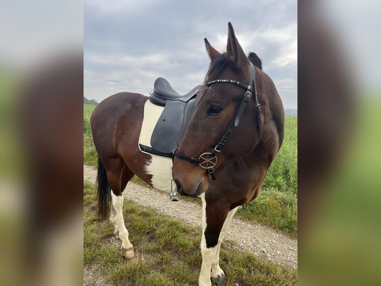 Irish sport horse Mix Ruin 7 Jaar 156 cm Gevlekt-paard in Augsburg